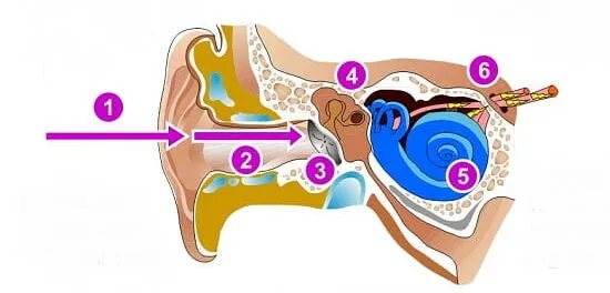 عملکرد ear