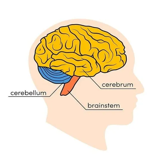 ساختار مغز