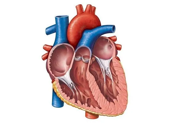 ساختار قلب