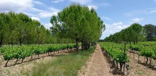 پوشش جنگلی در حفاطت خاک