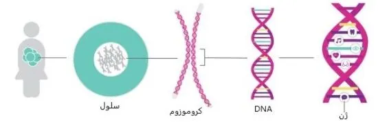 ژن
