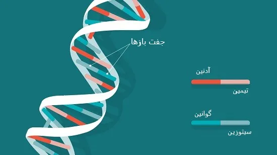 جفت باز ها.