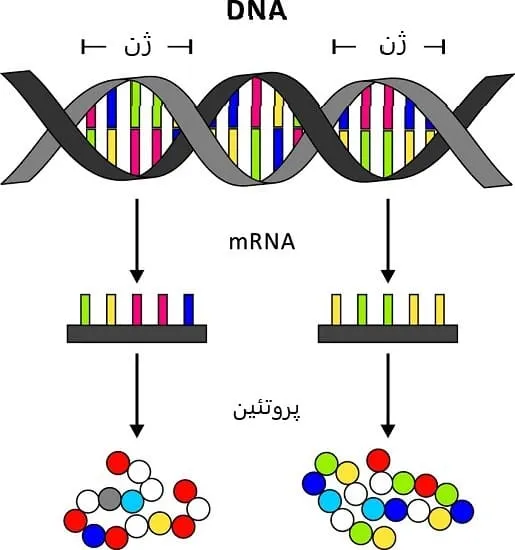 ساخت پروتیئن از دنا