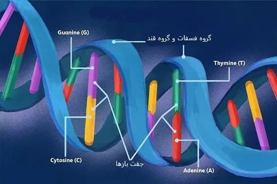 ساختار DNA