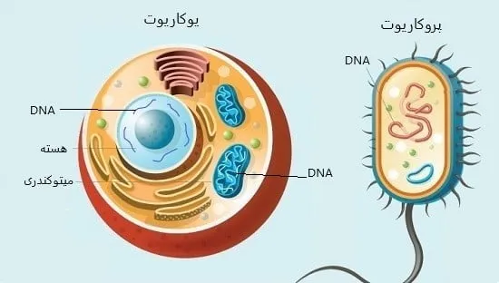 محل دی ان ای