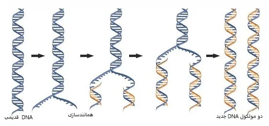 همانندسازی dna