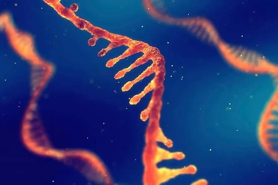 RNA چیست