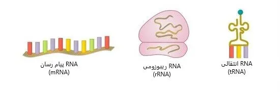 انواع آر ان ای