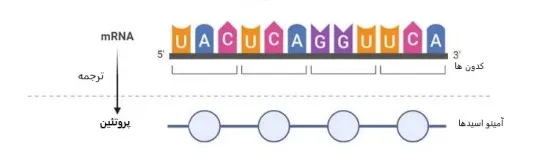 ترجمه در RNA
