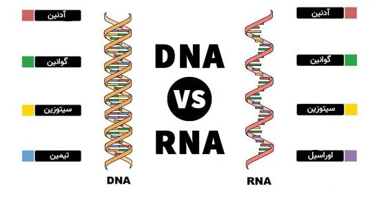 تفاوت dna و rna چیست