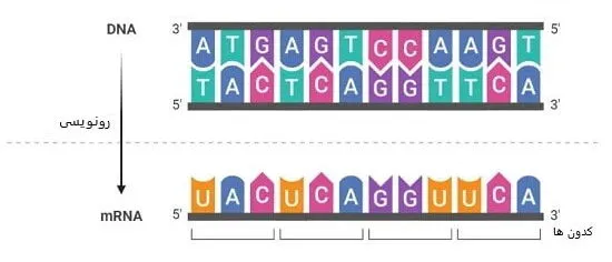 رونویسی در RNA