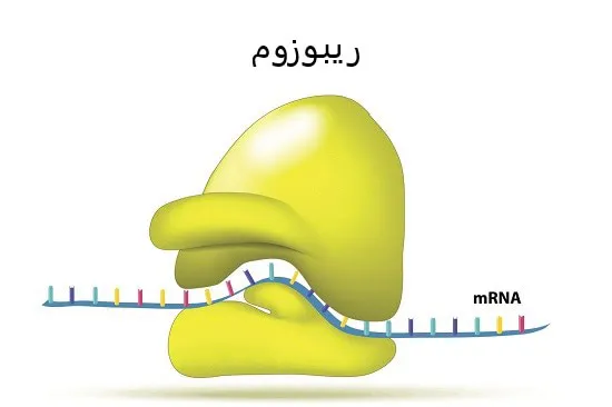 ریبوزوم