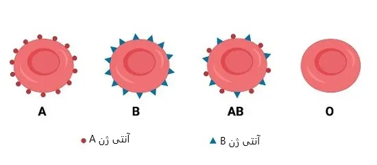 آنتی ژن