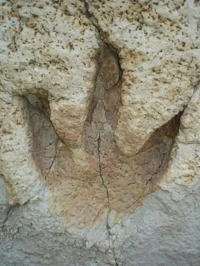 فسیلهای اثری