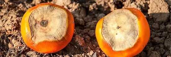 عوامل فیزیکی فساد مواد غذایی