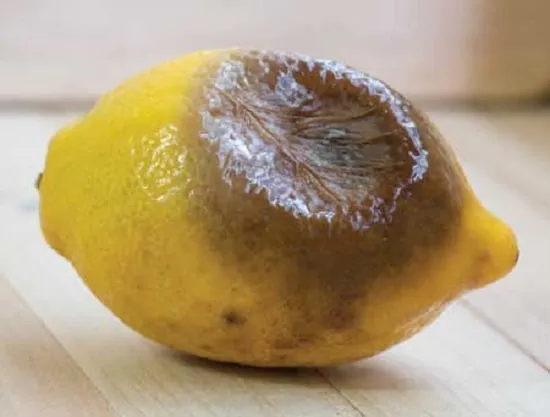 عوامل مکانیکی فساد مواد غذایی