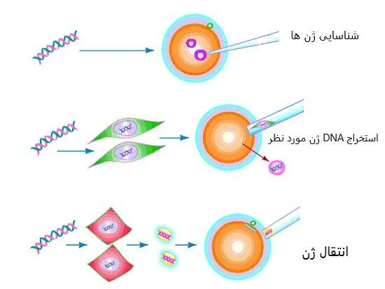 فرآیند تراژن شدن محصولات