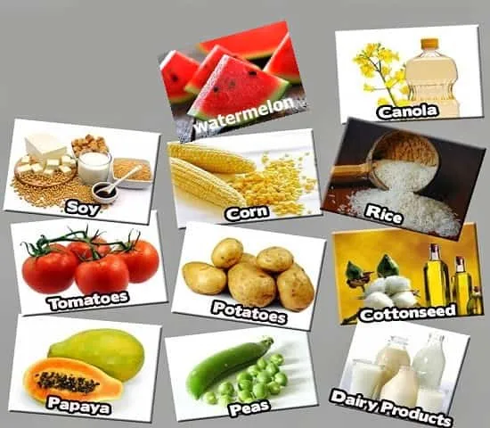نمونه محصولات غذایی تراژن