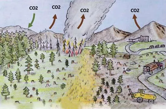 سیکل Carbon در جنگل زدایی
