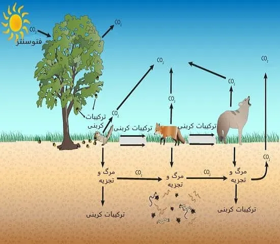 چرخه انتقال کربن بین گیاهان و حیوانات