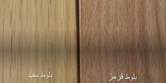 چوب بلوط