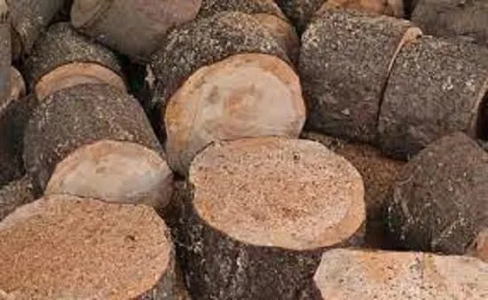 چوب صنوبر