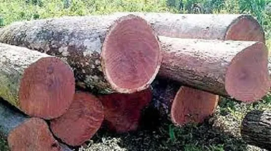 چوب ماهاگونی