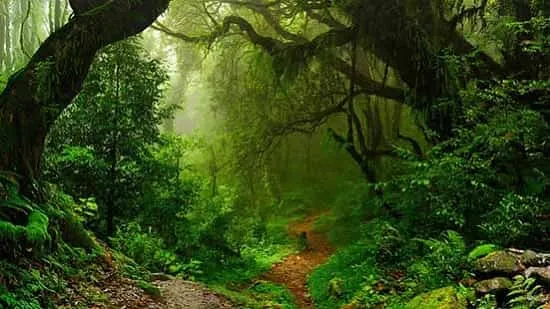 اکوسیستم های جنگلی