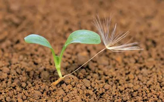 نفوذپذیری آب در خاک