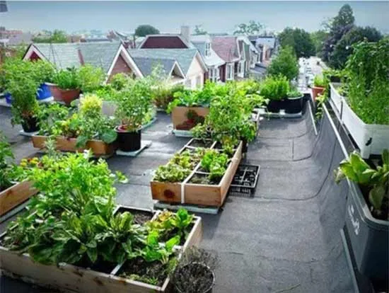 عایق کاری رطوبتی ساختمان به نام بام های سبز (Roof Gardening)