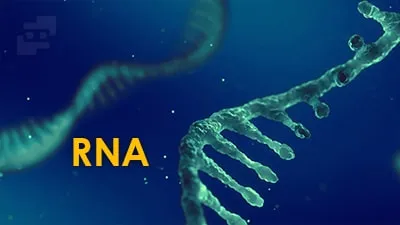 rna چیست